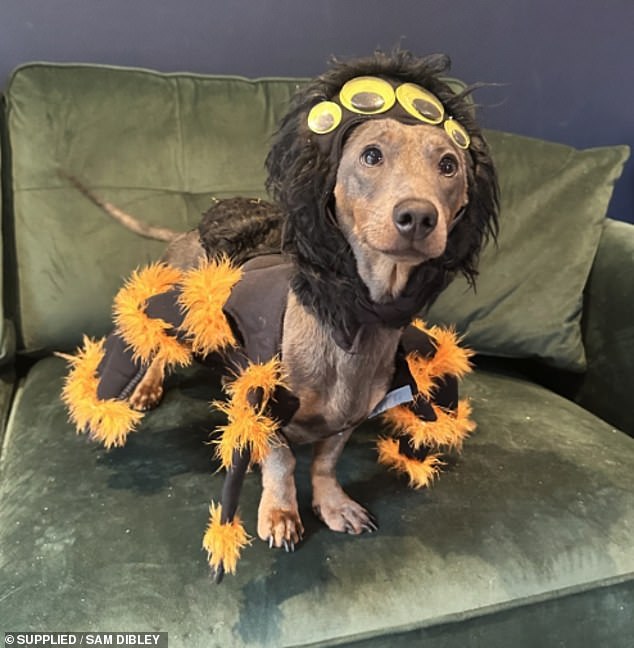 Dougie, a one-year-old dachshund, seemed VERY pleased with his tarantula outfit for Halloween