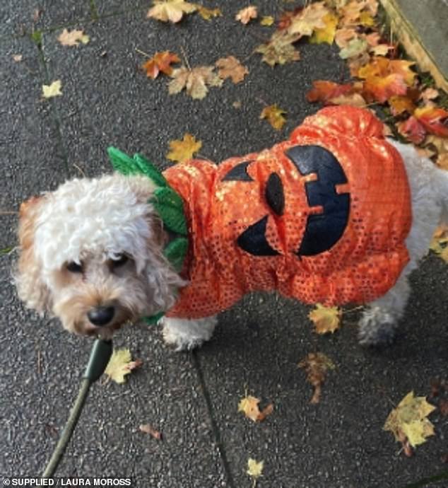 Maki the cavapoo looked adorable in their glittery pumpkin outfit during the school run yesterday