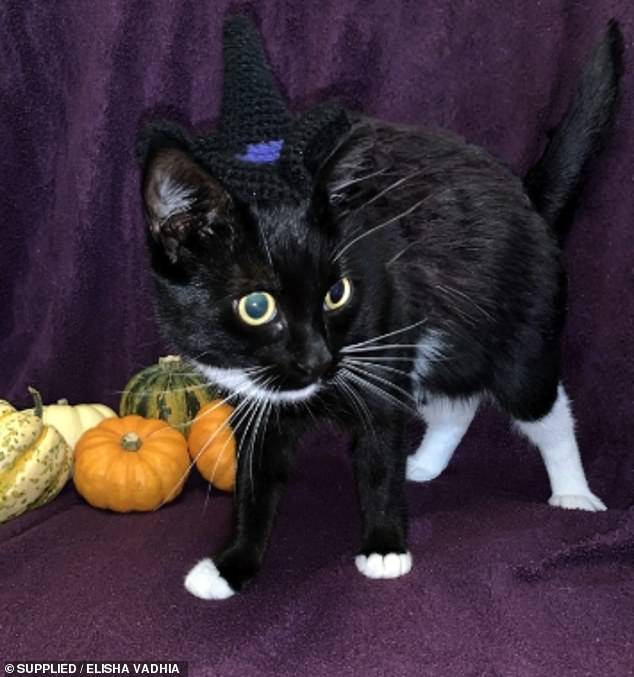 This beautiful one-year-old black and white kitten gave a nod to Halloween with her knitted witch hat