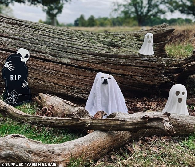 Yasmin-El Saie loves dressing up her dog Chilli for Halloween every year - and even took her on a ghost-themed photo shoot