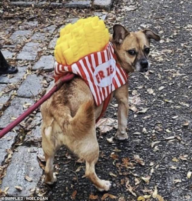 Noel Duan, owner of her own grooming brand Artemis, dressed up her beloved dog as a pack of fries