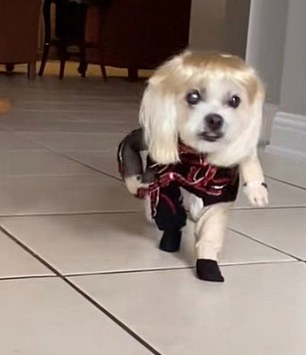 This hardcore Taylor Swift fan dressed up his dog as a singer for Halloween and even put him in a blonde wig