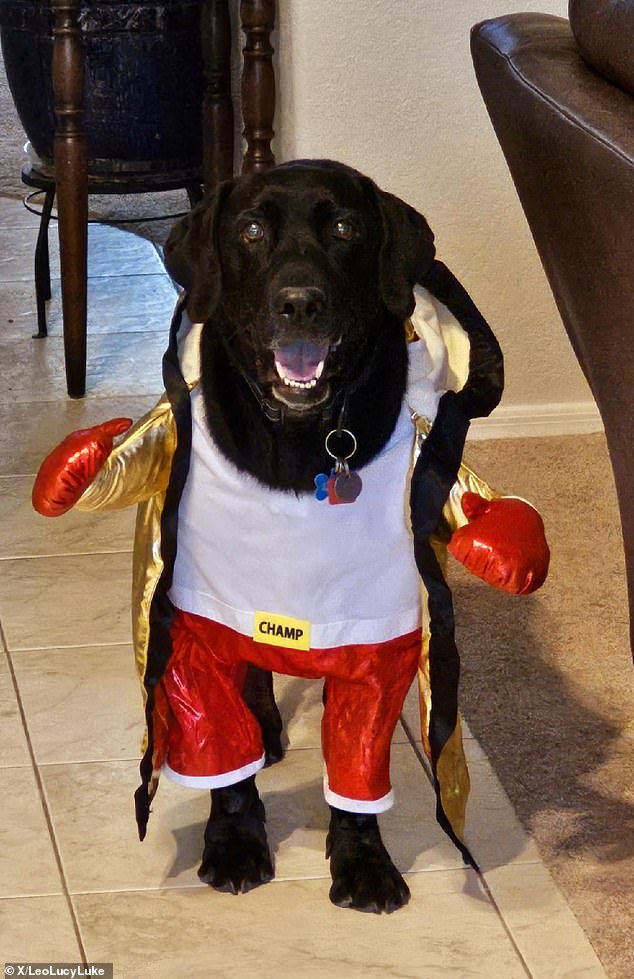 This beautiful dog lived his boxing fantasy and dressed up as a world champion for Halloween this year