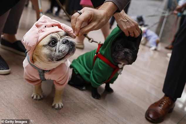 Dogs dressed in costume take part in the 