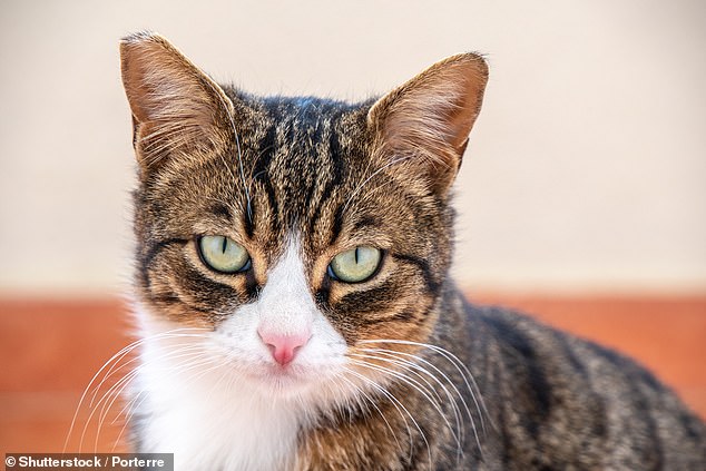 If your cat's ears are pointed forward, with the tips pointing up, it means the cat is content.  Chin also thinks that a soft, blinking look is a sign of peace