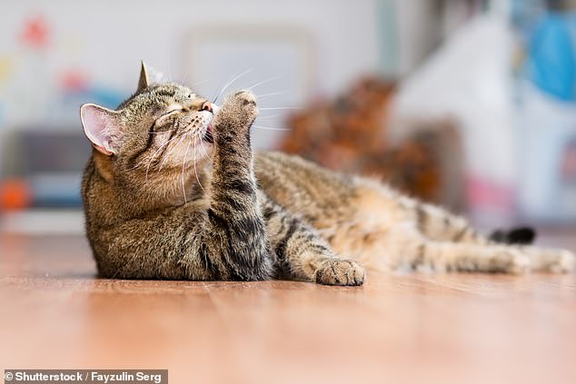 If your cat's ears are flat and the tips point down or back, it indicates that your pet is anxious, says Chin.  If the cat suddenly licks itself while doing something else, it may also be trying to calm down