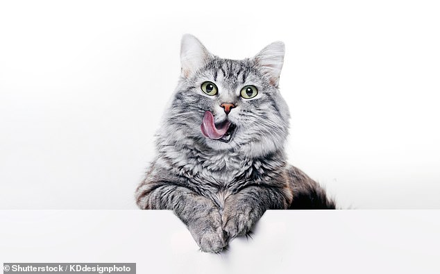 If your cat licks his lips or nose quickly and then swallows, he may feel uncomfortable, according to experts