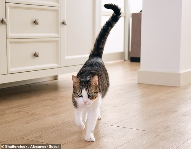 Your cat's tail can also provide important clues that he or she is curious.  A brush of the tail means hello and a wave from side to side means the cat is fascinated by something.  The bigger the swish, the stronger the interest