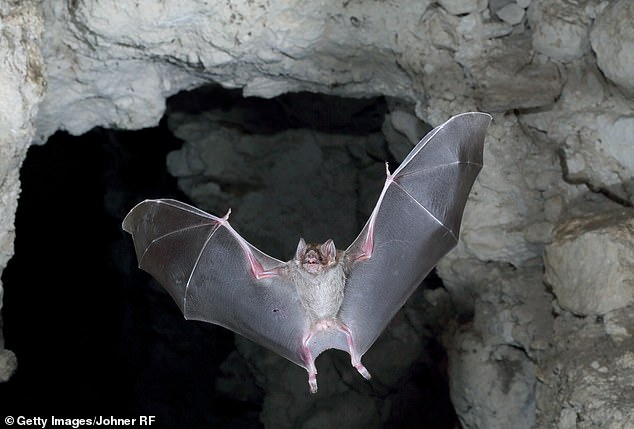 Vampire bats cost Mexican farmers more than $46.7 million a year due to the deaths of rabies-infected animals, according to a 2020 report from the United States Department of Agriculture (USDA).  Previous USDA reports estimate the bats in South Texas could cost an additional $7 to $9 million