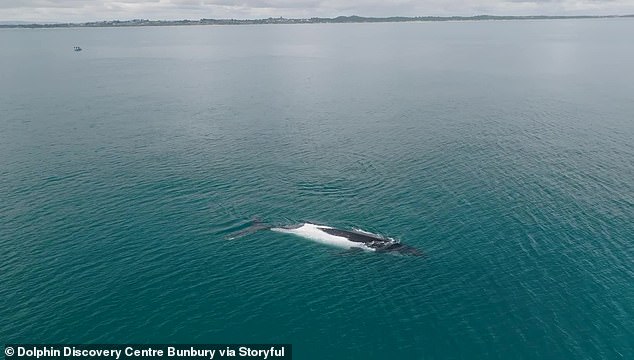 The Dolphin Discovery Center became aware of the lost whales after several beachgoers reported seeing an albino whale or possible killer whale in the ocean