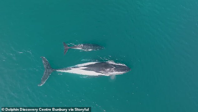 Parks and Wildlife Service WA (DBCA) received calls of a whale in distress at the same location