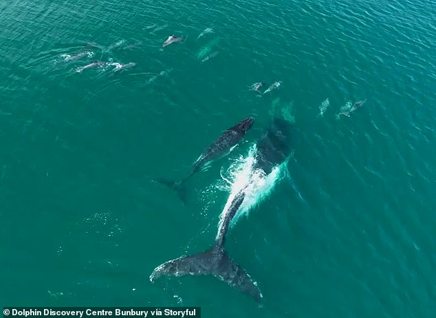 The Dolphin Discovery Center confirmed that the two humpback whales were on their migration route when they left the group