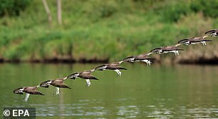 Some 281 pairs of osprey were reported to the commission in 2021, of which at least 232 laid eggs.