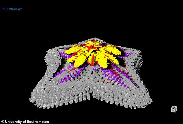 Researchers suggest that starfish and other echinoderms may have evolved their five-segmented body plan by losing the trunk region of their ancestors.