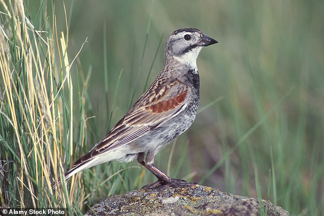 Pictured: McCowns Longspur