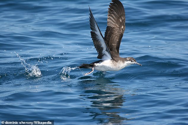 Pictured: Audobon's shearwater