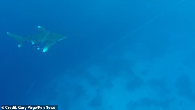 You can see the shark swimming in Fury Shoal with a few fish around it