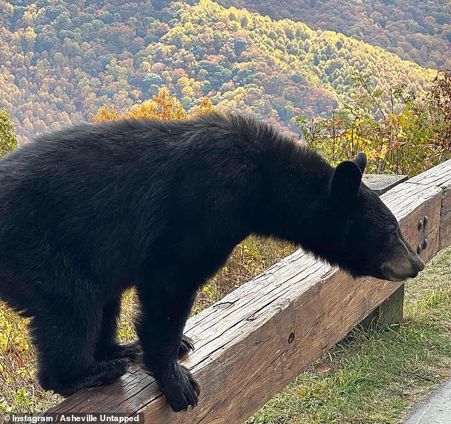 The curious cub checked out the people (photo) who came close to take pictures of them and feed the bear