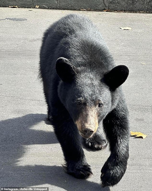 The bear had a black body and brown snout, which is common among black bears