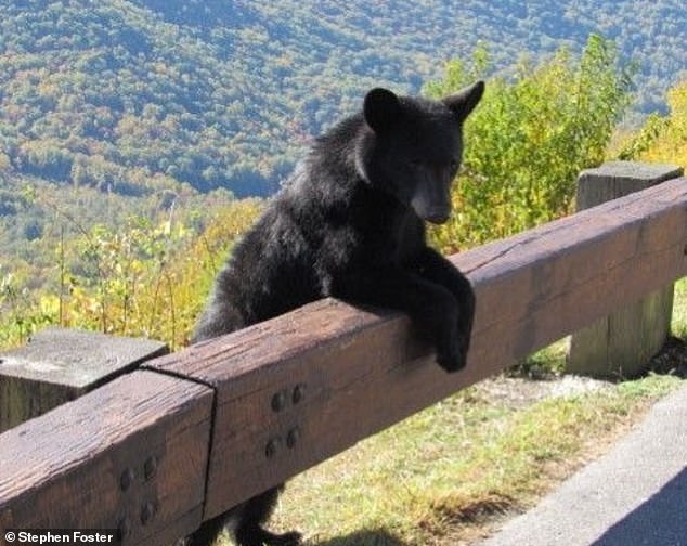 North Carolina and most of the eastern US are home to black bears.  Bears are known to gather vast amounts of food in the fall as they prepare for hibernation