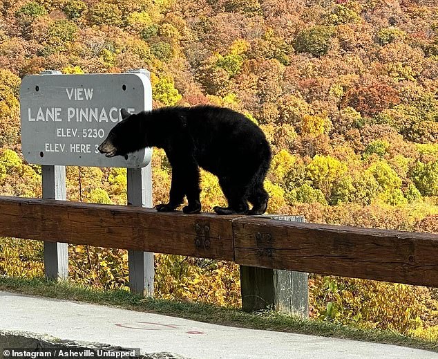 Officials opted to close the section of road in an effort to prevent the cub and onlookers from crowding the area and endangering safety