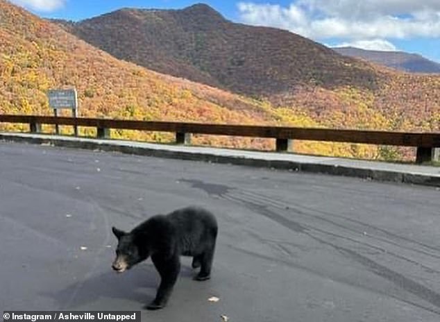 The Blue Ridge Parkway is the 'most visited of the National Park Service's 425 sites, with an astonishing 15.71 million visitors last year