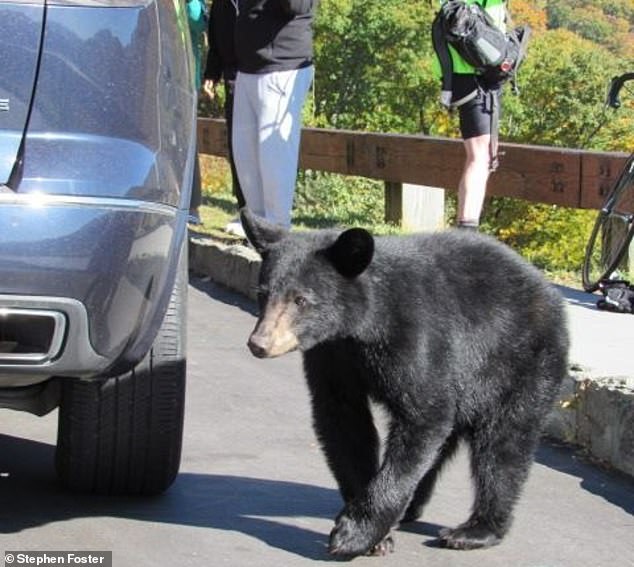 It's unclear when the eight-mile stretch of the Blue Ridge Parkway will reopen, as officials hope this will deter the bear and people from interacting.