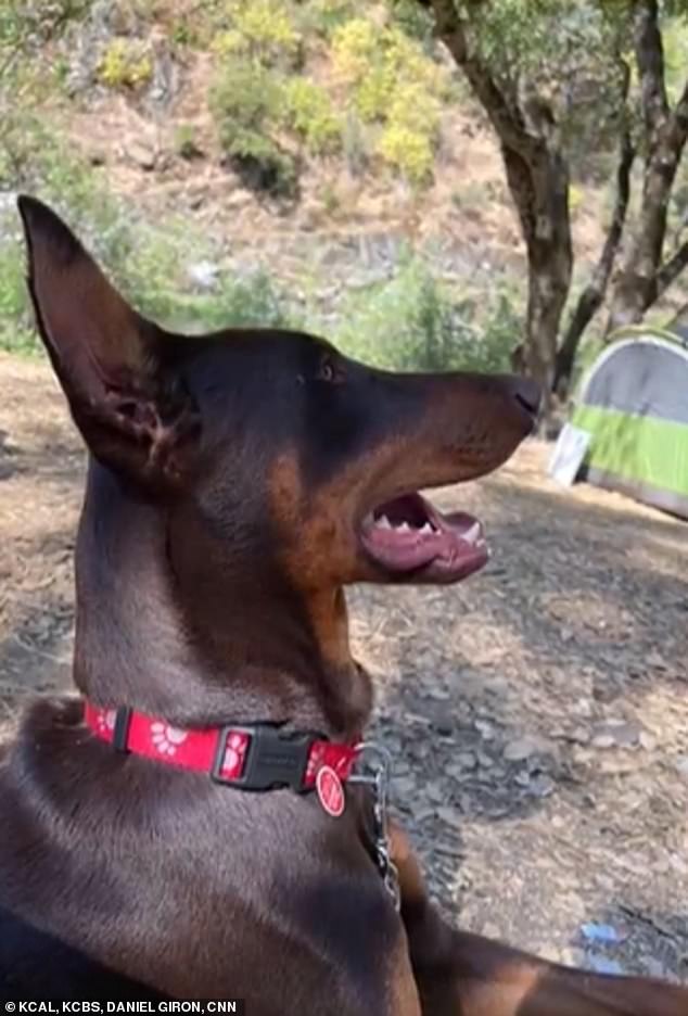 The couple laid flowers in their garden to mark where the four dogs are buried