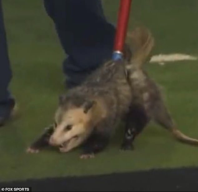 The animal was seen being held in captivity on the field at Jones AT&T Stadium