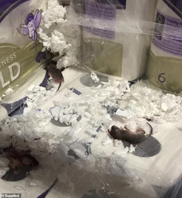 The worker, who chose not to be named, said the rats consume various household items, including milk and soup supplies.  One photo shows dead baby rats lying on top of toilet rolls after making a mess trying to get into the plastic packaging (pictured)