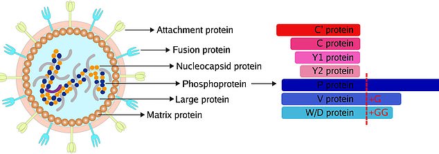 Although scientists have known about paramyxoviruses for more than a century (pictured), they have yet to understand how the viruses evolve into new species and how the mutations are adopted to infect humans.