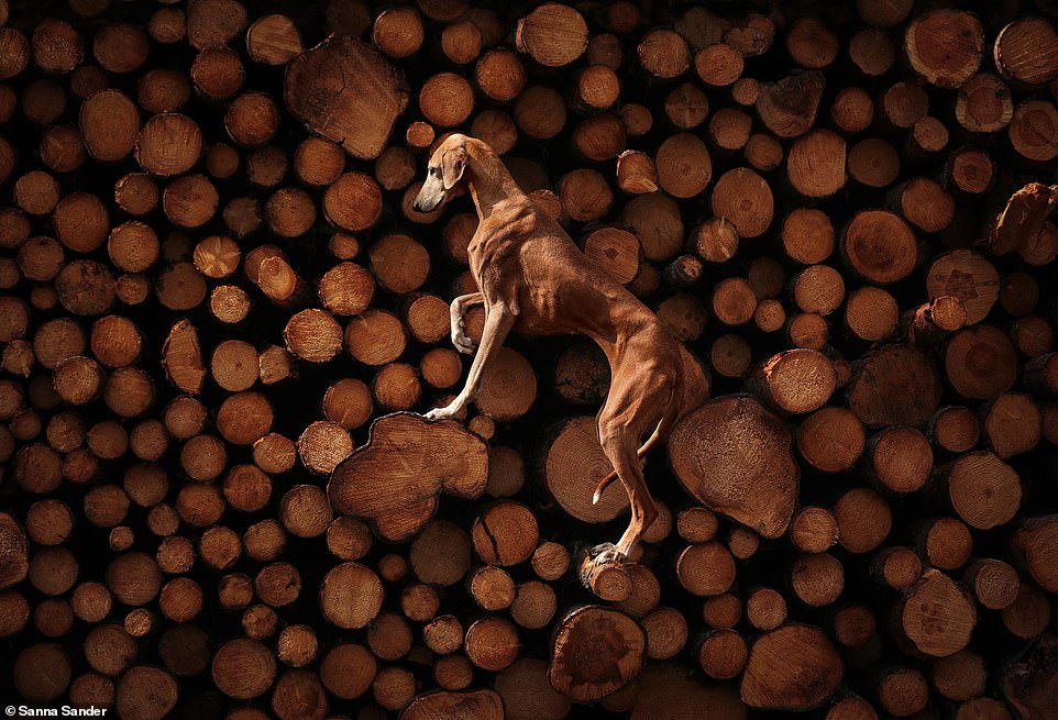The prize for the best portrait and landscape photo went to Swedish photographer Sanna Sander, who submitted a photo of her azawakh girl Soleil, stretched out over a pile of wood.