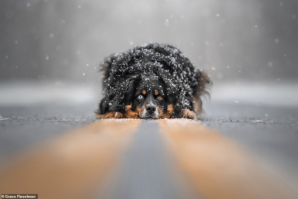 Second place for portrait and landscape went to Grace Fieselman for her photo of Nala, her Australian Shepherd