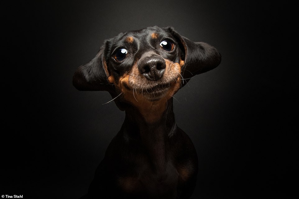 Germany-based Tina Stahl snapped a photo of her dachshund, Maddie, staring at her treats