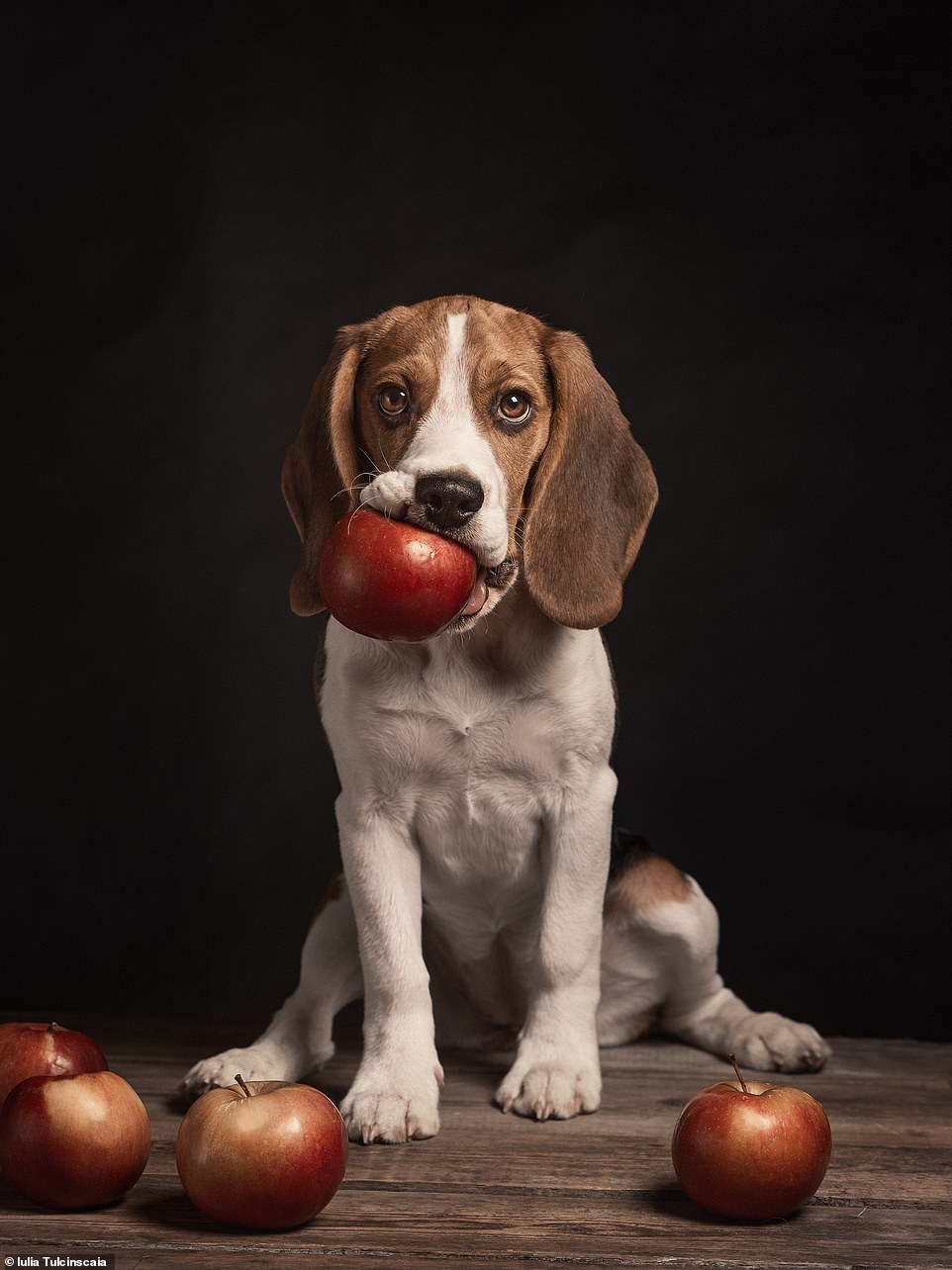 Polish Iulia Tulcinscaia caught her Beagle while chewing an apple