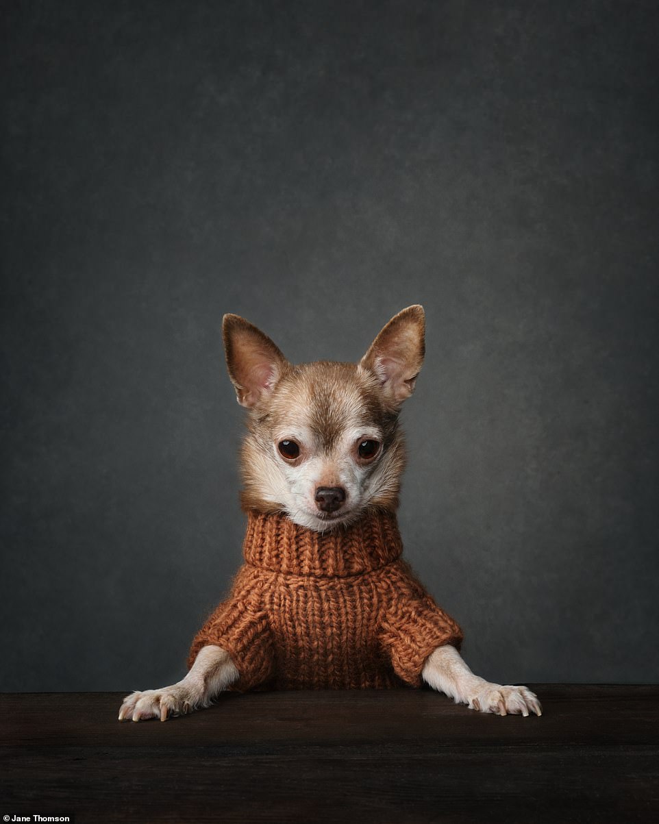 The same photographer shortlisted her chihuahua for 'Chairman of the Board'