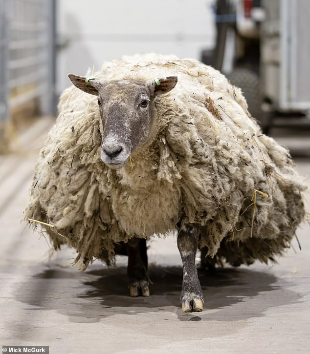 Britain's loneliest sheep (pictured on the farm after the rescue) rescued by a group of five volunteers after being stranded on a rocky beach for two years