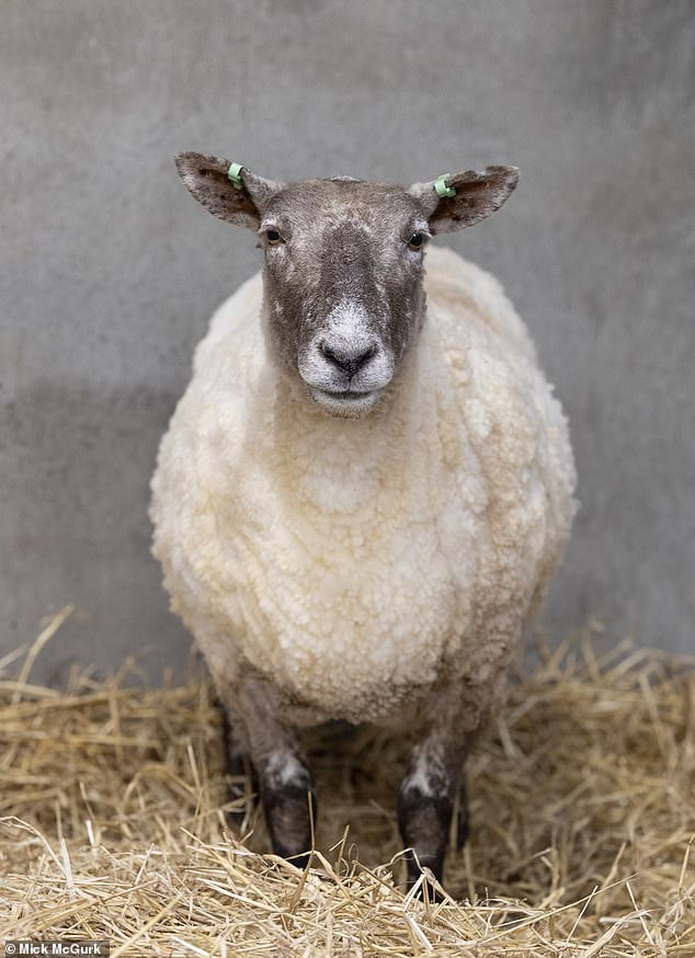 Fiona (pictured after she was sheared), was sheared by the group of farmers who rescued her