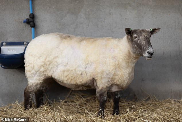 Fiona has been stuck off the north-east coast of Scotland for the past two years