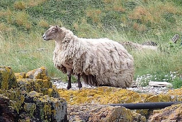 1699272677 814 Barrilliant Fiona the loneliest sheep in the world settles into