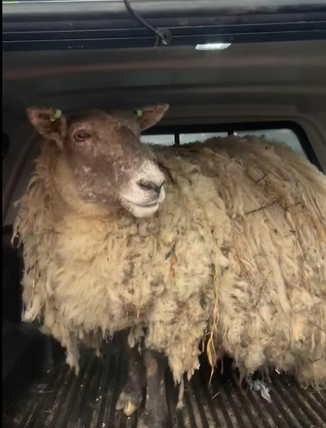 The rescue crew decided to name the sheep after a character from the animated film Shrek who marries a princess named Fiona