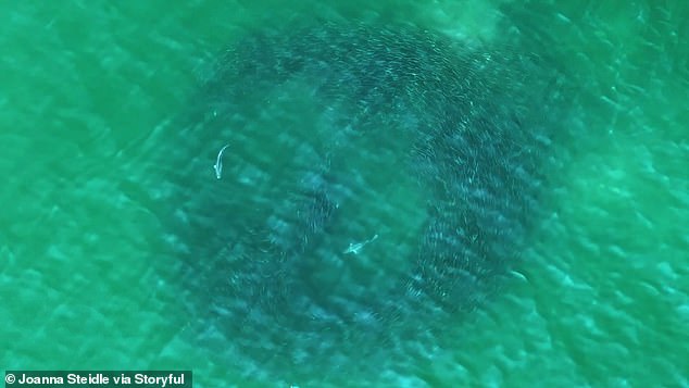 Drone footage showed sharks along the coast of Long Island during the Fourth of July weekend