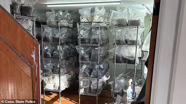 On Thursday, police raided the home and discovered 'a large mushroom growing operation'