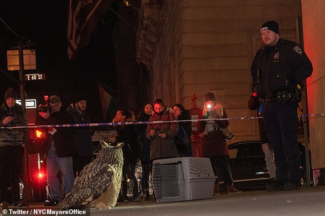 The fluffy owl led police and zoo staff on a fruitless recapture mission after escaping from its enclosure at the Central Park Zoo in February