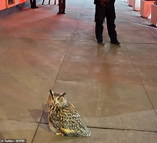 Police tried to keep the owl in a cage, but it flew away and returned to Central Park