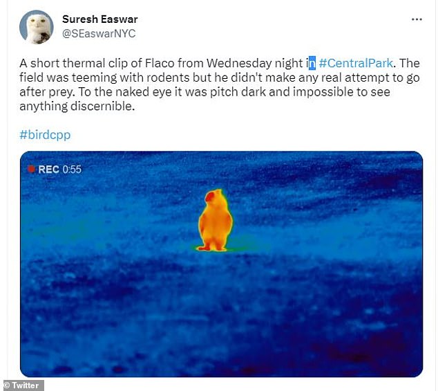 One user posted a thermal image of the owl in Central Park during a nighttime birdwatching