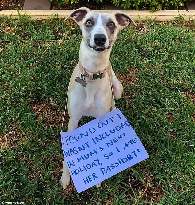 Jealous?  This greedy pet - believed to be based in Britain - ate their owner's passport - just before the woman was about to go on holiday