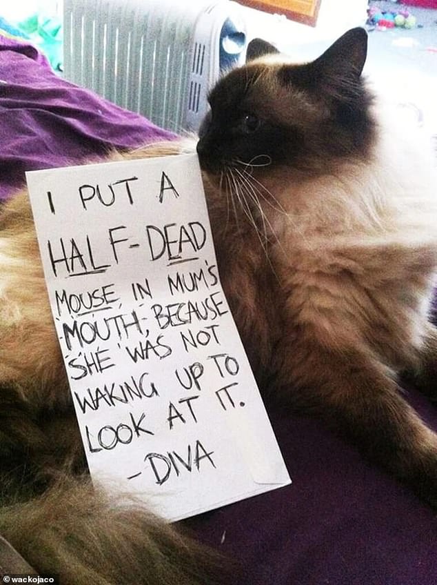 'Diva!'  This cat, believed to be in Britain, apparently placed a 'half-dead' mouse in their owner's mouth because 'she wouldn't wake up to look at it'