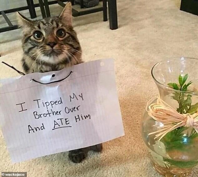 Sibling rivalry gone too far?  This feline dropped their owner's pet fish and enjoyed it for dinner