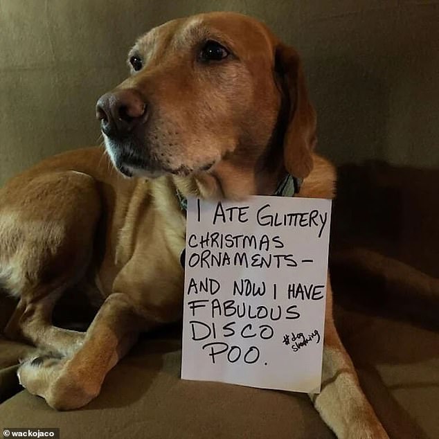 Nasty: This dog devoured glittery Christmas decorations - and was shamed by his owner for it in this photo